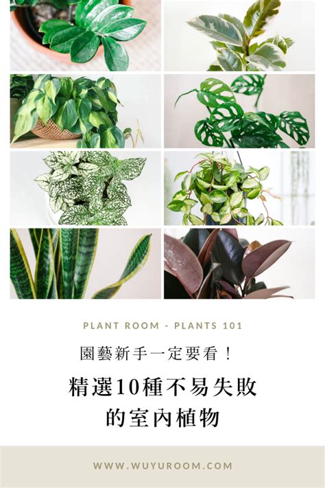 室內藤蔓植物|園藝新手一定要看！精選 10種好上手的室內植物